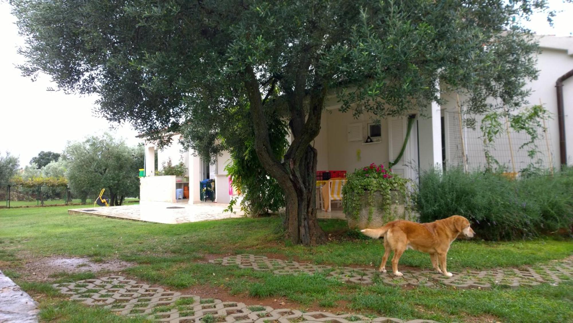 Apartment Free Parking Big Garden Peroj Buitenkant foto